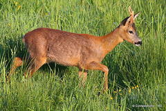 Young Roe Buck #6