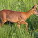Young Roe Buck #6