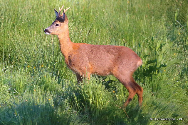 Young Roe Buck #5