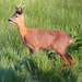 Young Roe Buck #5