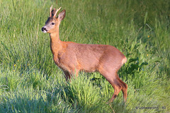 Young Roe Buck #4