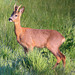 Young Roe Buck #4
