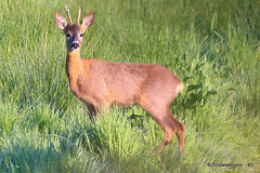 Young Roe Buck #3