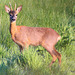 Young Roe Buck #3