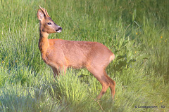 Young Roe Buck #2