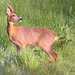 Young Roe Buck #2