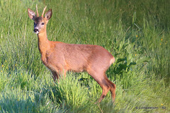 Young Roe Buck #1