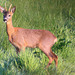 Young Roe Buck #1