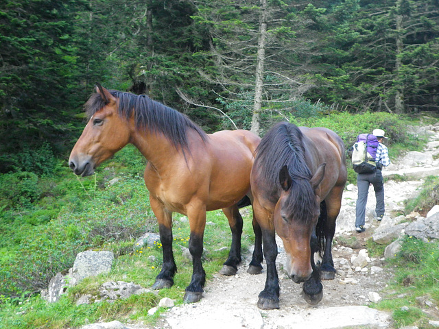 Chevaux pyrénéens