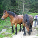 Chevaux pyrénéens