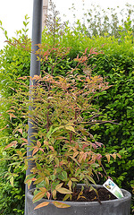 Nandina domestica DSC 0255