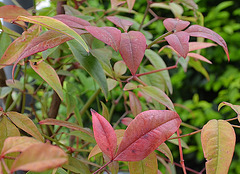 Nandina domestica DSC 0256