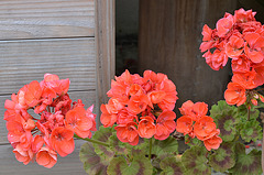 Pelargonium DSC 0259