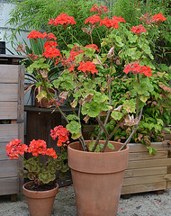 Pelargonium DSC 0261