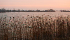 Two swans and a bridge