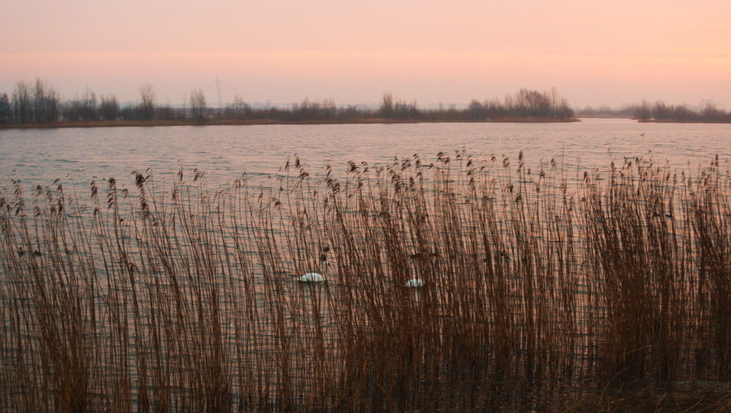 Two swans and a bridge