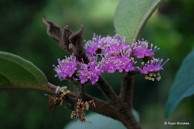 20090311-0590 Callicarpa macrophylla Vahl