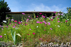 Bon week-end à toutes et à tous !