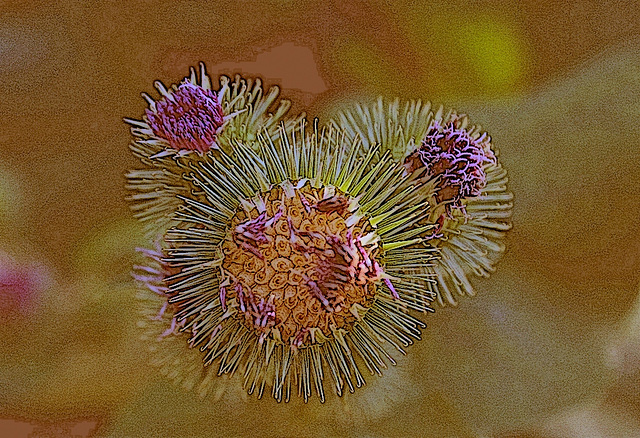 Arctium lappa - Grande Bardane (2)