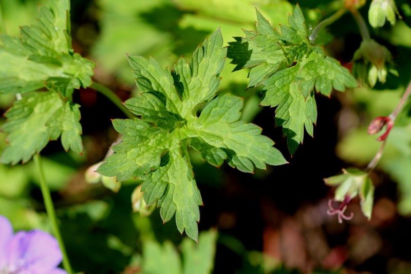 Geranium 'Rozanne'