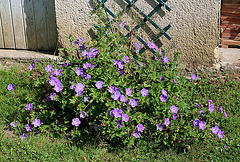 Geranium 'Rozanne'