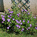 Geranium 'Rozanne'