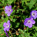 Geranium 'Rozanne'