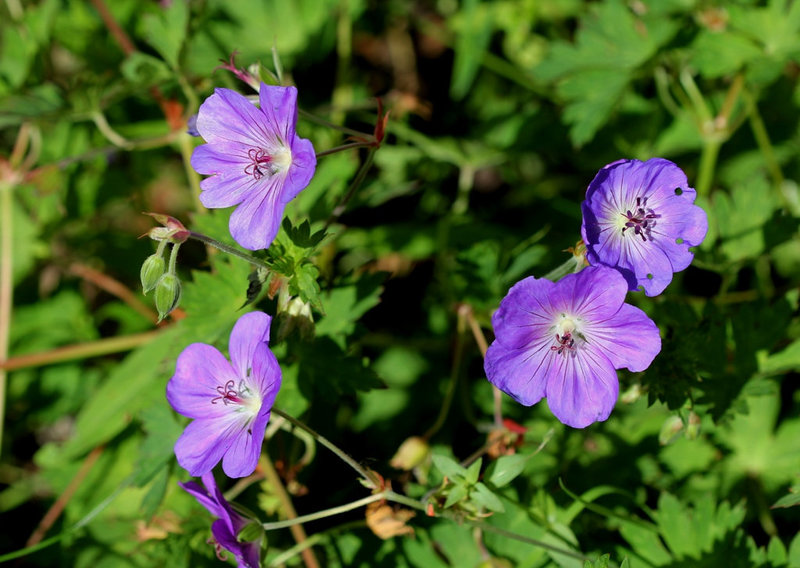 Geranium 'Rozanne'