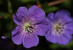 Geranium 'Rozanne'