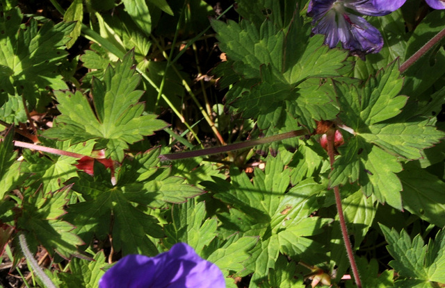 Geranium 'Rozanne'