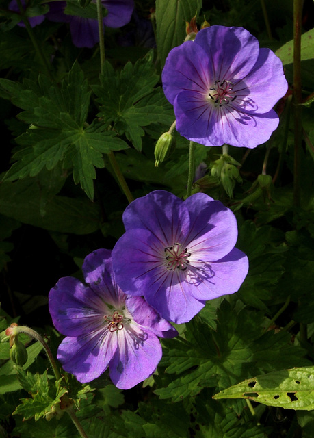 Geranium 'Rozanne'