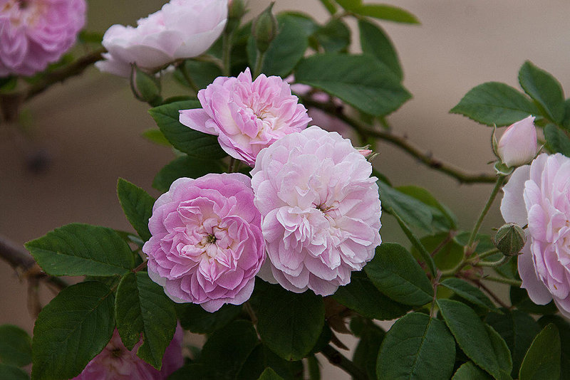 20120517 0205RAw [E] Japanische Blütenkirsche (Prunus serrulata), Herguijuela, Extremadura