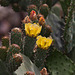 20120517 0203RAw [E] Kaktus, Opuntie, [Herguijuela]