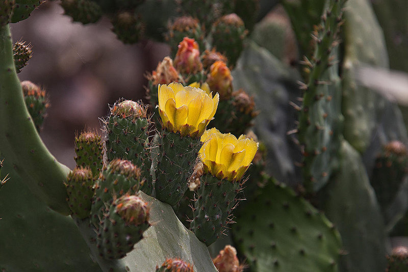 20120517 0203RAw [E] Feigen-Kaktus (Opuntia ficus-indica), Herguijuela, Extremadura