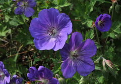 Geranium 'Rozanne'