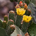 20120517 0204RAw [E] Kaktus, Opuntie, [Herguijuela]