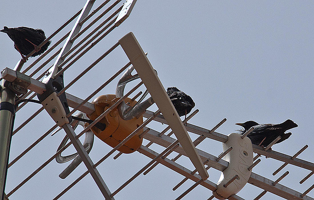 20120517 0202RAw [E] Stare, Herguijuela