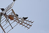 20120517 0201RAw [E] Einfarbstar (Sturnus unicolor), Herguijuela, Extremadura
