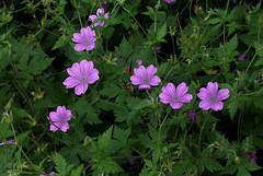 Geranium x oxonianum