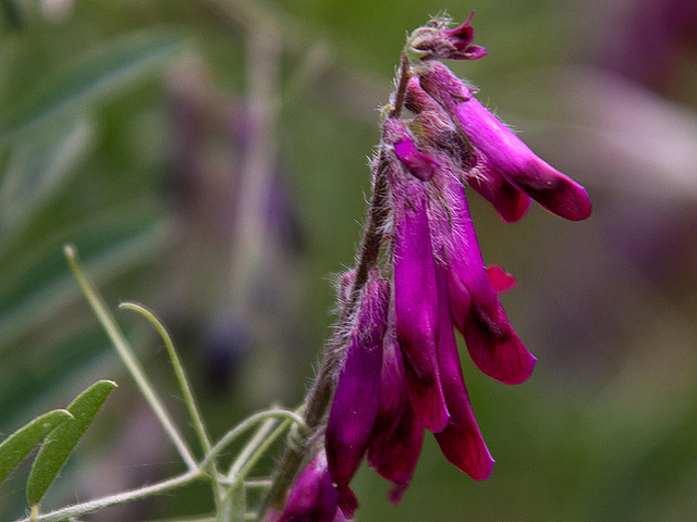 20120517 0195RAw [E] Blume, Herguijuela