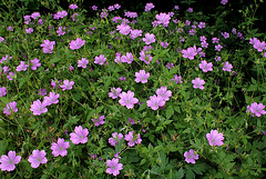 Geranium x oxonianum