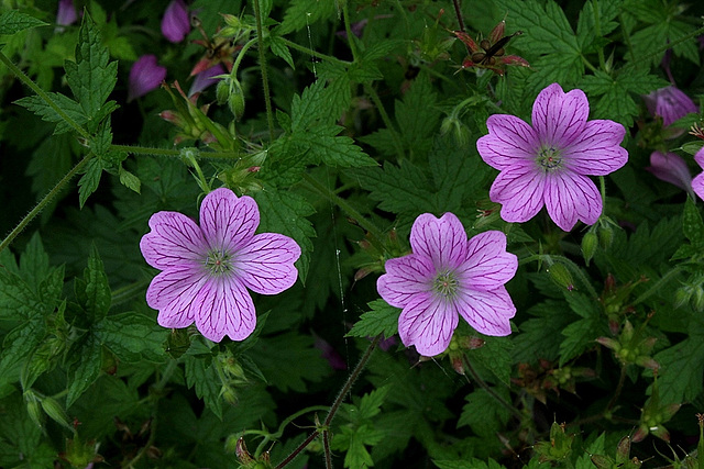 Geranium x oxonianum