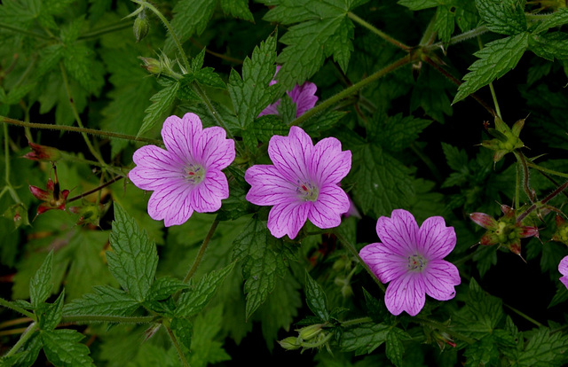 Geranium x oxonianum