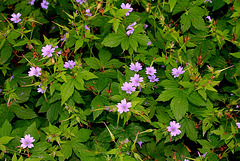 Geranium nodosum