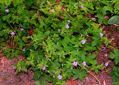 Geranium nodosum (2)