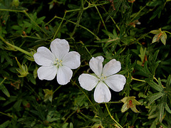 Geranium sanguineum album