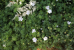 Geranium sanguineum album (2)