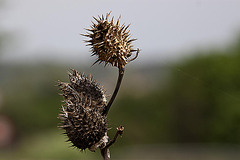 20120517 0175RAw [E] Weißer Stechapfel (Datura stramonium), Herguijuela, Extremadura