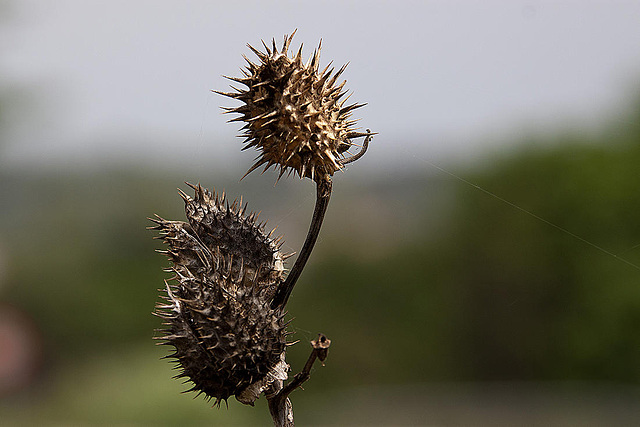 20120517 0175RAw [E] Blume, Herguijuela