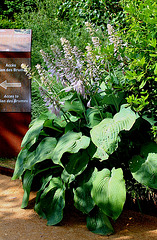 Hosta